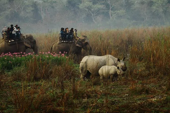 WildLife